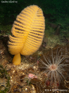 Orange Sea pen, tube-dwelling anemone and brittle stars. ... by Bea & Stef Primatesta 